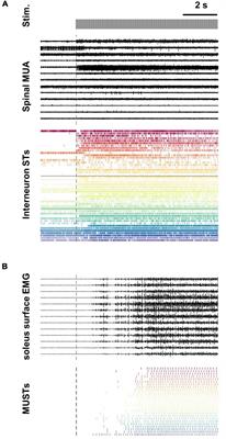 Toward Assessing the Functional Connectivity of Spinal Neurons